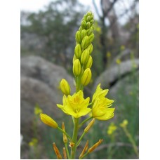 Native Daffodil Golden Lily x 1 Plantsl Hardy Bulbine bulbosa Yellow Flowers Flowering Leek Onion Bush Tucker Edible Drought Frost Tolerant